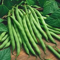 Baker Creek Seed Pack - Bean Seeds, Blue Lake Bush 274