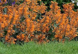 Baker Creek Seed Pack - Agastache Seeds, Apricot Sprite
