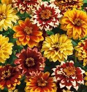 Baker Creek Seed Pack - Zinnia Seeds, Persian Carpet
