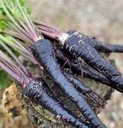 Baker Creek Seed Pack - Carrot Seeds, Pusa Asita Black