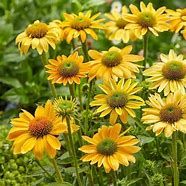 Baker Creek Seed Pack - Echinacea Seeds, Mellow Yellows