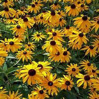 Baker Creek Seed Pack - Echinacea Seeds, Ozark Yellow Coneflower