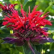 Baker Creek Seed Pack - Bee Balm Seeds, Panorama Red