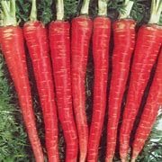Baker Creek Seed Pack - Carrot Seeds, Kyoto Red