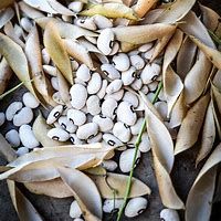 Baker Creek Seed Pack - Lima Bean Seeds, Alabama Blackeyed Butterbean