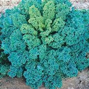 Baker Creek Seed Pack - Kale Seeds, Blue Curled Scotch