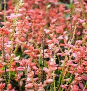 Baker Creek Seed Pack - Salvia Seeds, Amore Salmon
