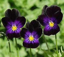 Baker Creek Seed Pack - Viola Seeds, Bowles Black