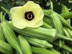 Southern Exposure Seed Pack - Okra, Clemson Spineless