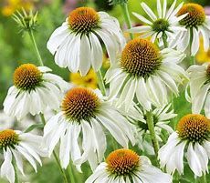 Baker Creek Seed Pack - Echinacea Seeds, White Swan