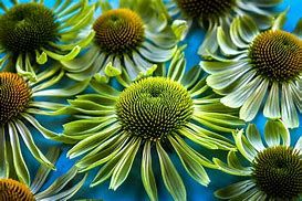 Baker Creek Seed Pack - Echinacea Seeds, Alan's Pride