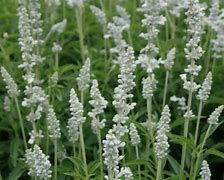Baker Creek Seed Pack - Salvia Seeds, Victoria White