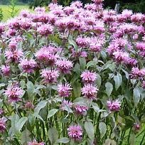 Baker Creek Seed Pack - Bee Balm Seeds, Bergamo