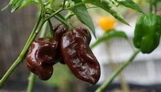 Baker Creek Seed Pack - Hot Pepper Seeds, Chocolate Habanero