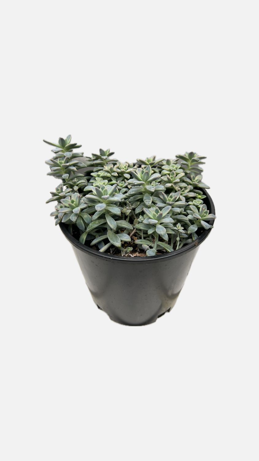 Succulent Houseplant 2 Gallon