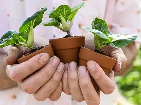 Baker Creek Seed Pack - Bok Choy, Hedou Tiny