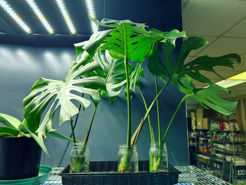Monstera Delicioso Houseplant, Medium (2 Gallon)