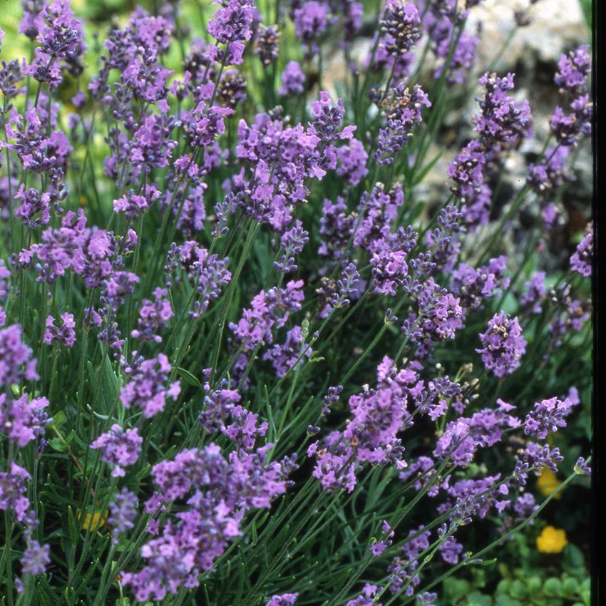 Lavender Houseplant