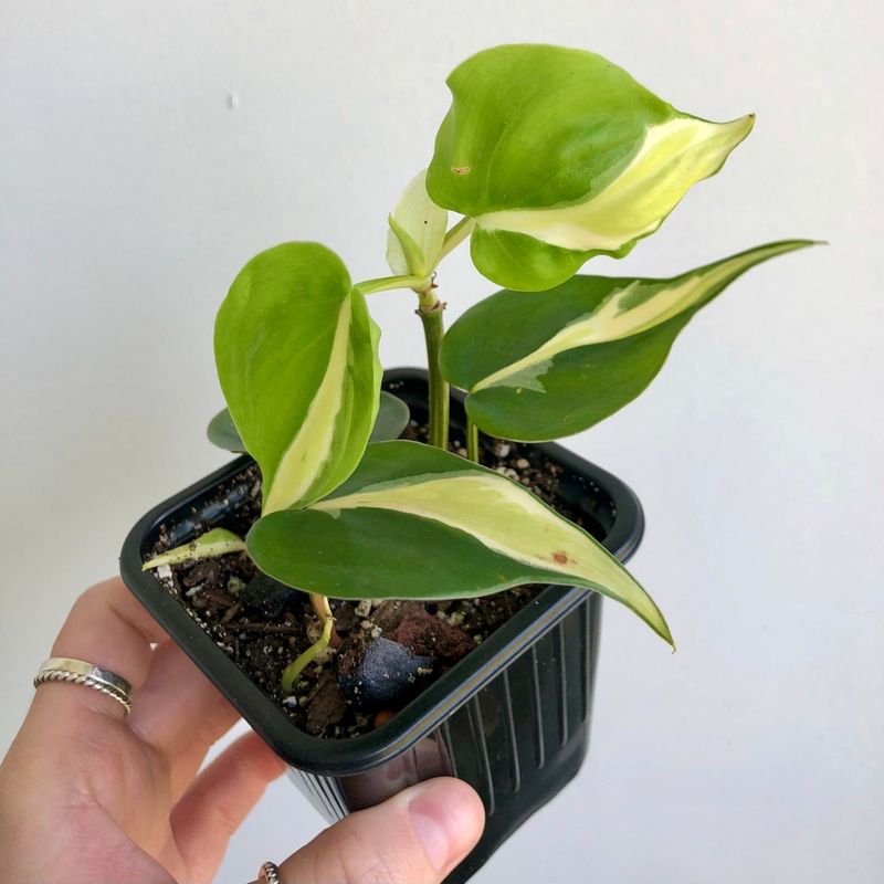 Silver Stripe Philodendron Houseplant, Small 3.5