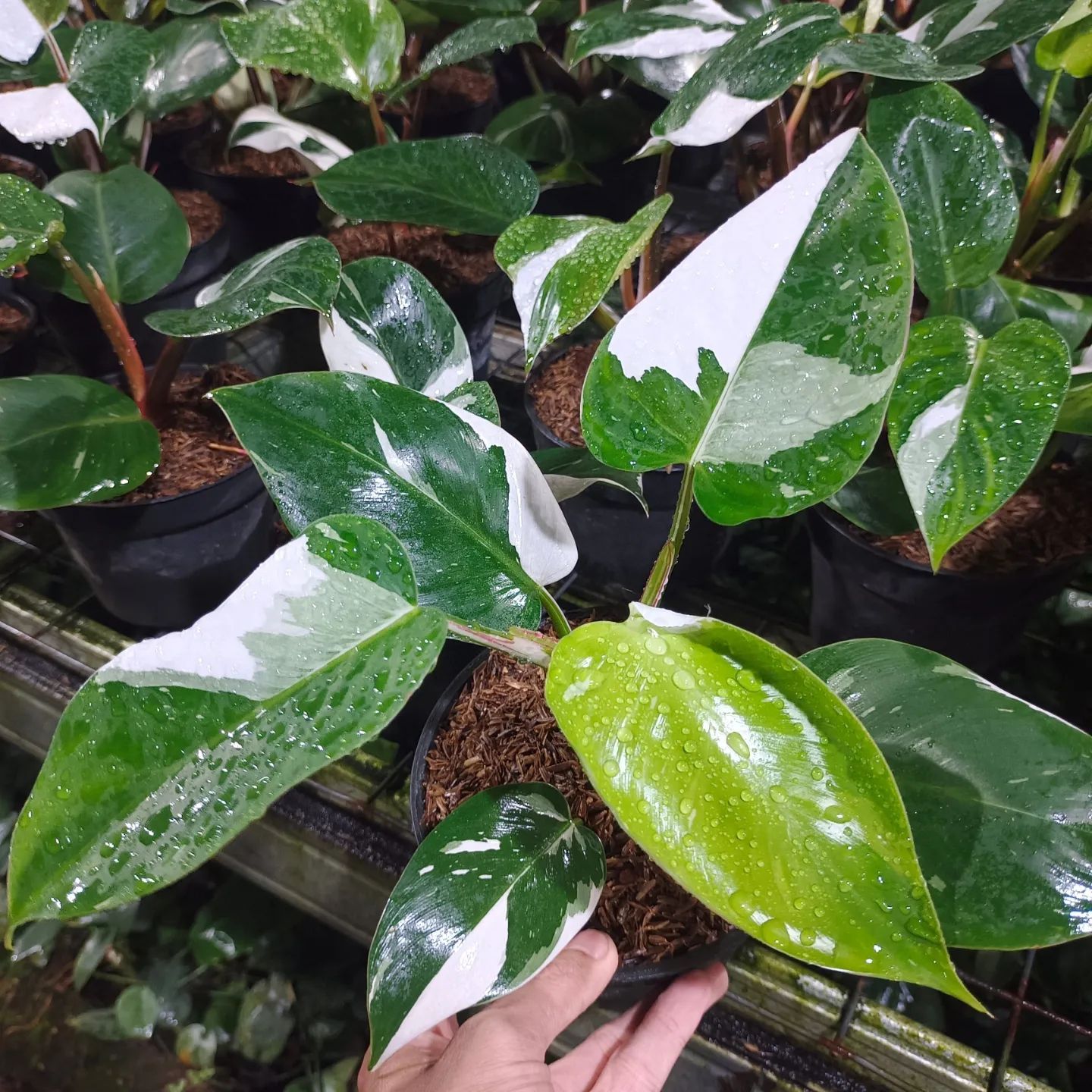 White Knight Philodendron Houseplant (1 Gallon)