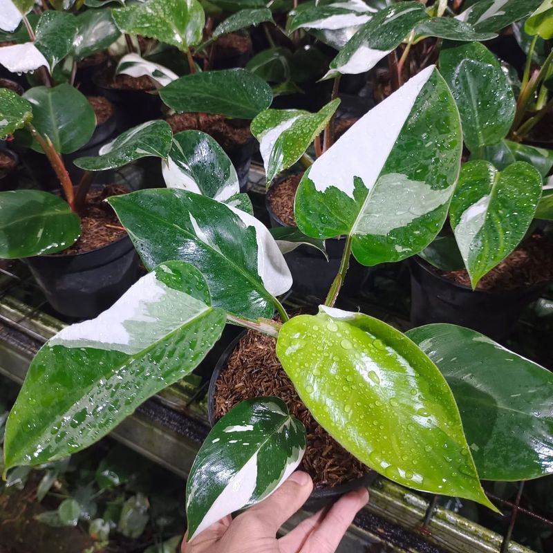 White Knight Philodendron Houseplant (1 Gallon)