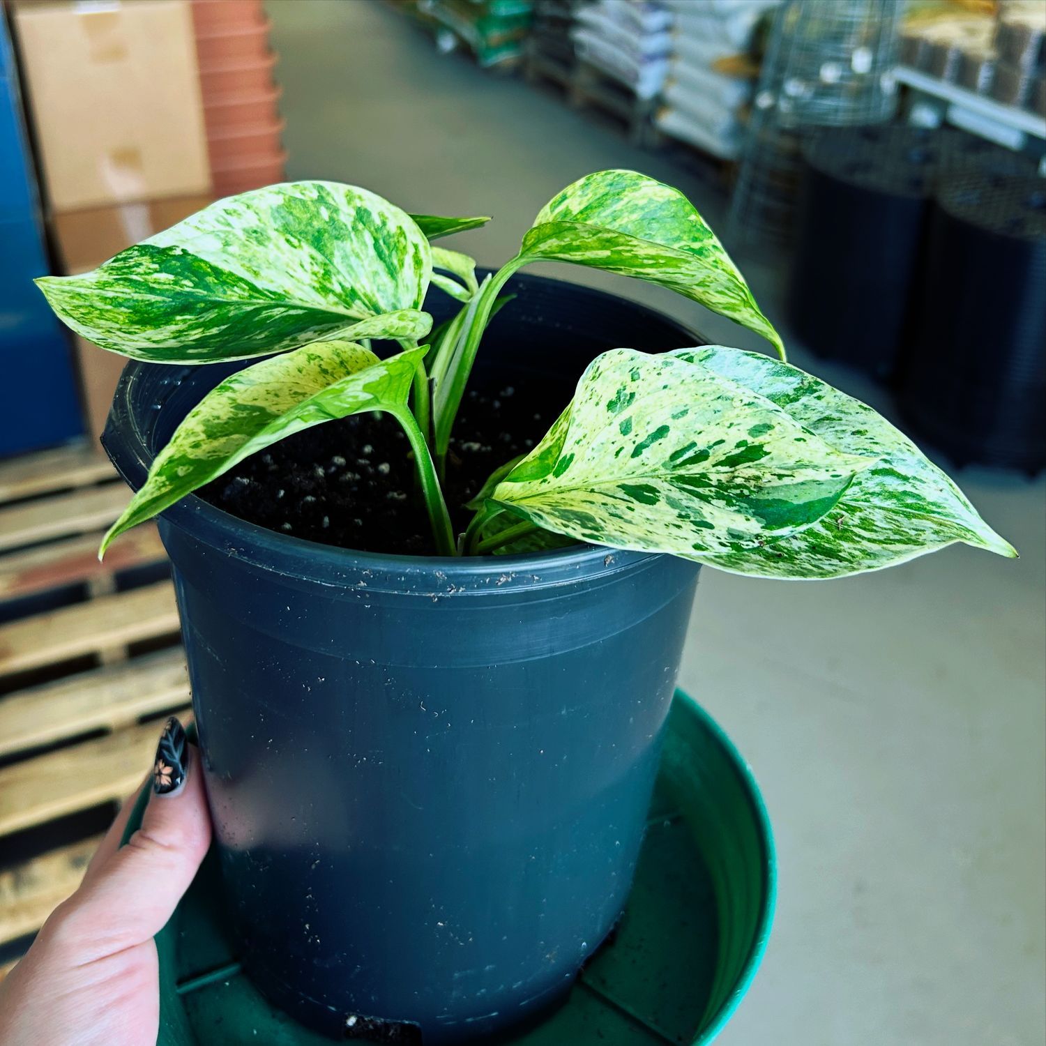 Marble Queen Pothos Houseplant, Large (Epipremnum Aureum)