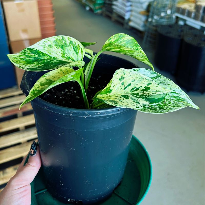 Marble Queen Pothos Houseplant, Large (Epipremnum Aureum)