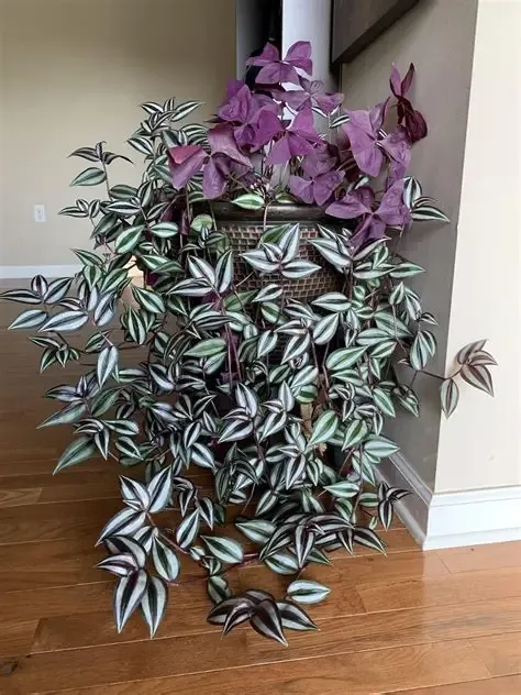 Zebrina Wandering Dude Houseplant, Small