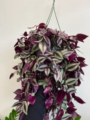 Zebrina Wandering Dude Houseplant (1 Gallon)