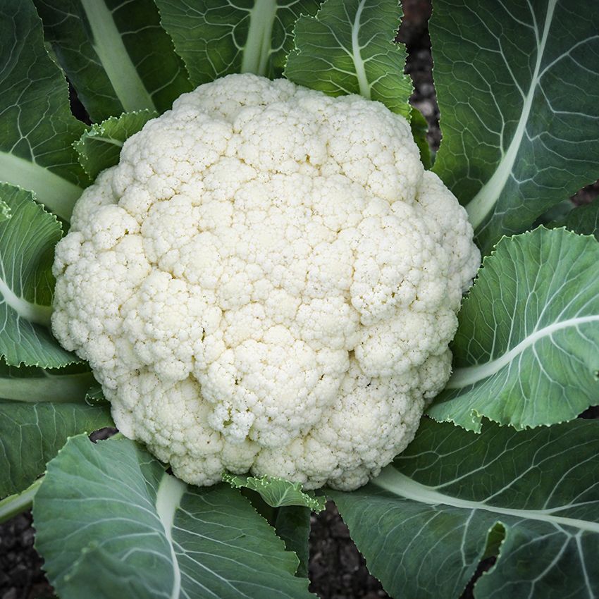 Baker Creek Seed Pack - Cauliflower, Amazing