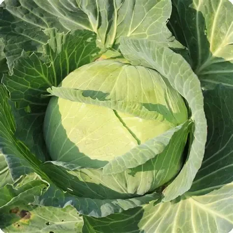 Baker Creek Seed Pack - Cabbage, Golden Acre