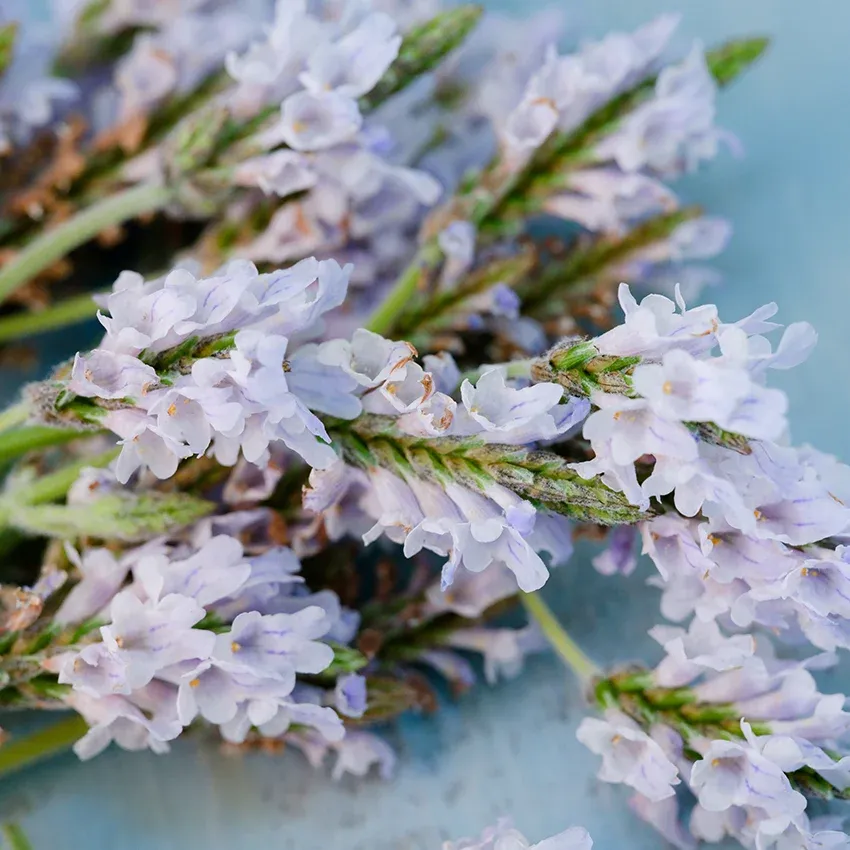 Baker Creek Seed Pack - Lavender, Torch Minty Ice