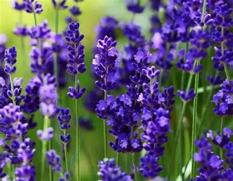 Baker Creek Seed Pack - Lavender, Ellagance Purple