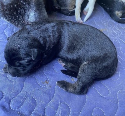 German Shepard Puppies
