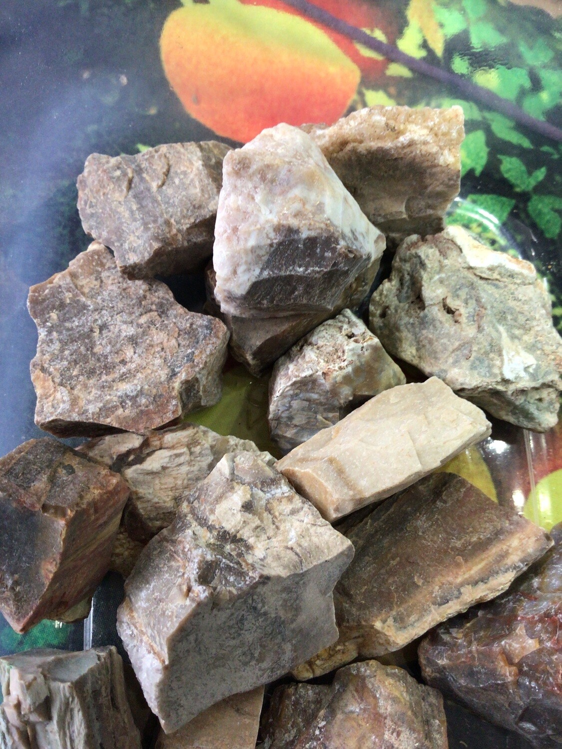 Petrified Wood TR