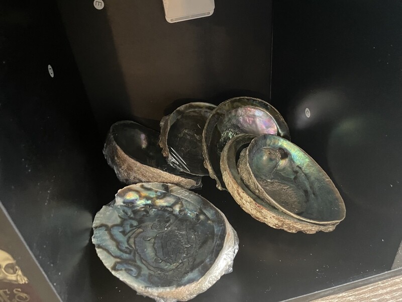 Abalone Shells (7" Green)