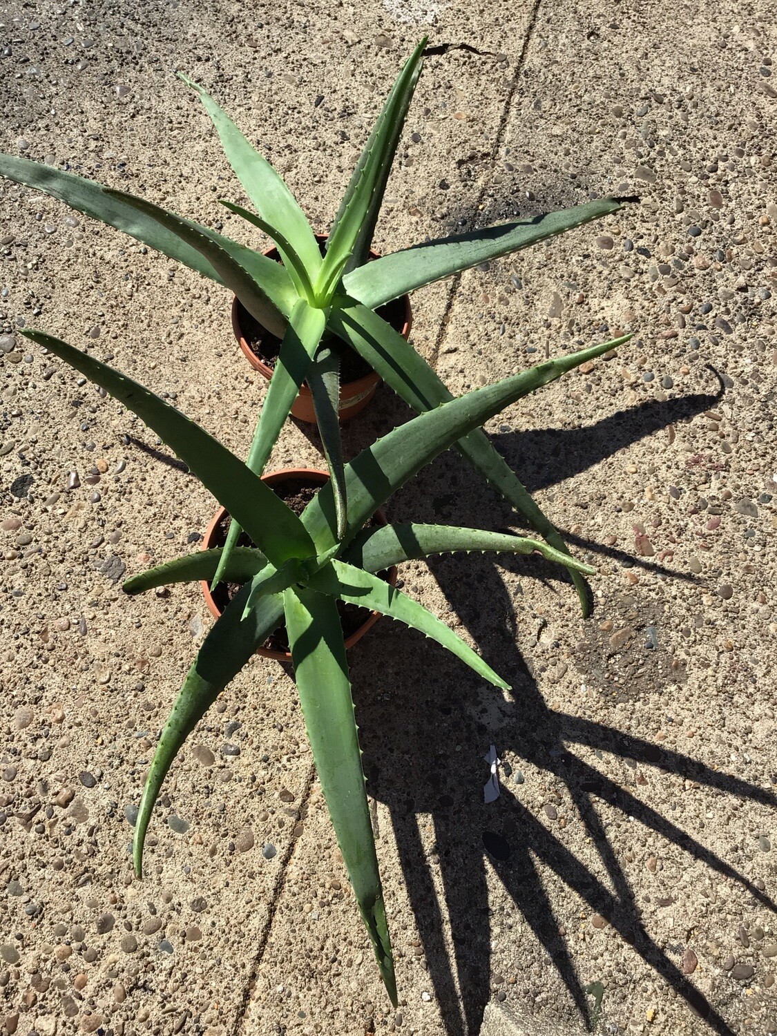 Aloe Vera Gel Small