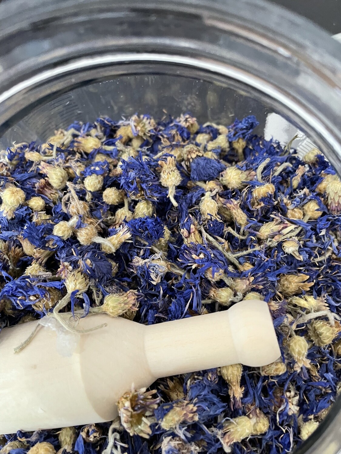 Blue Cornflower