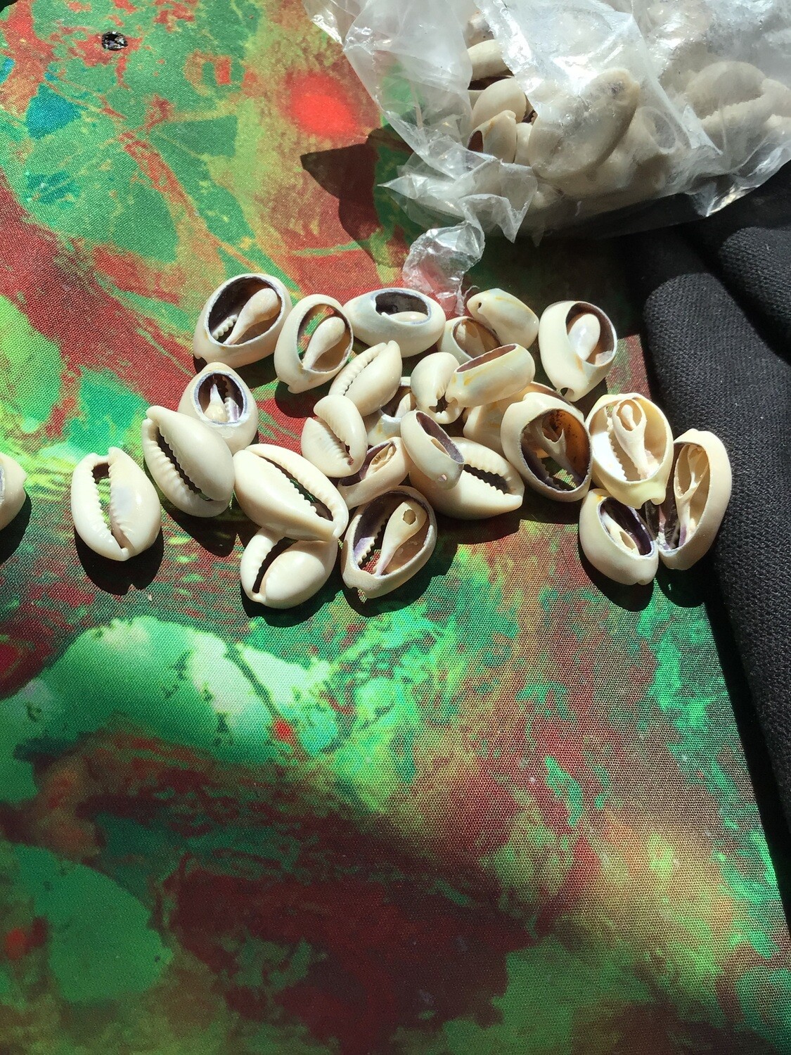 Kenyan Cowrie Shell Cut (sets of 4)