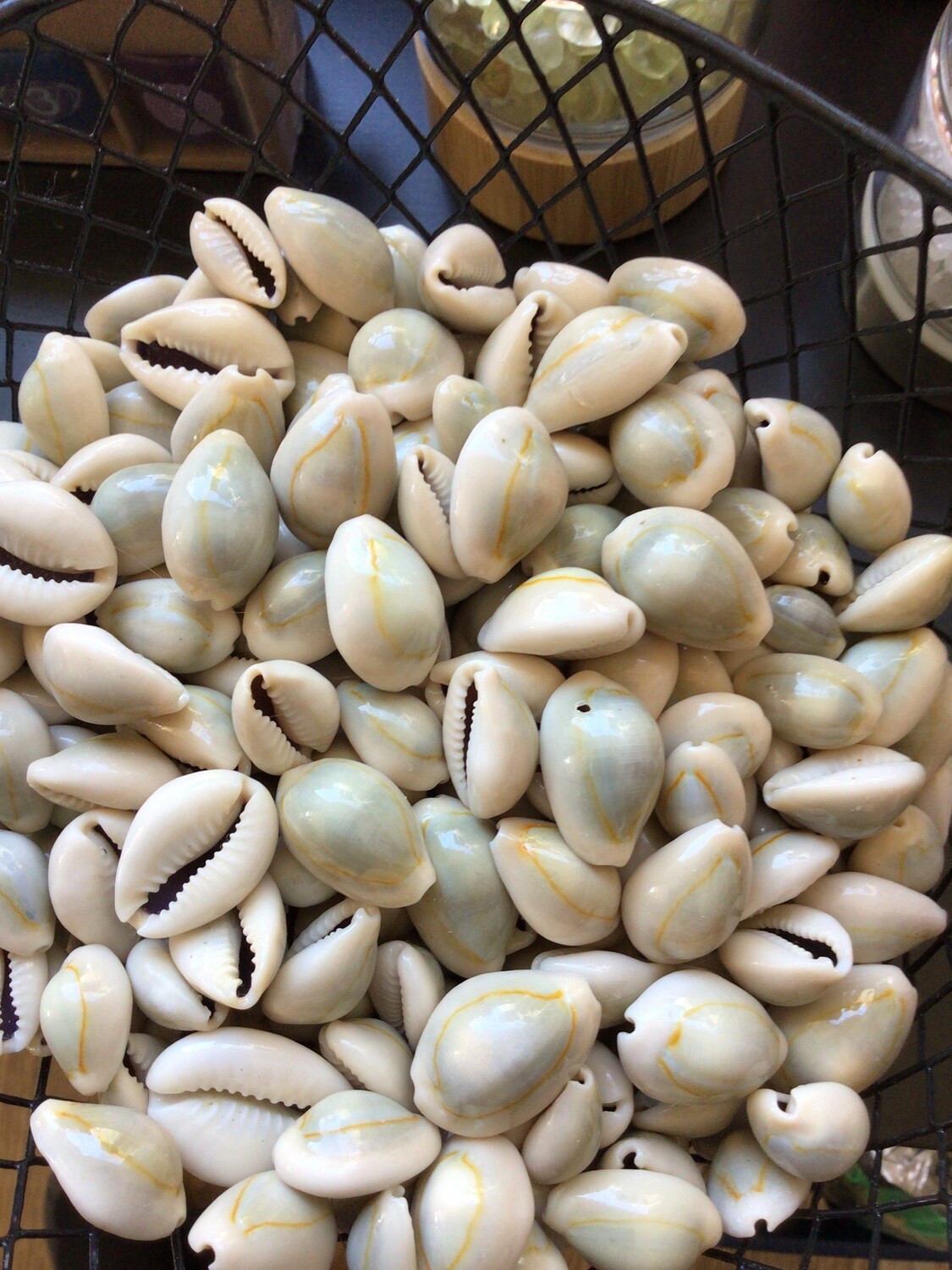Kenyan Cowrie Shell UnCut (sets of 4)