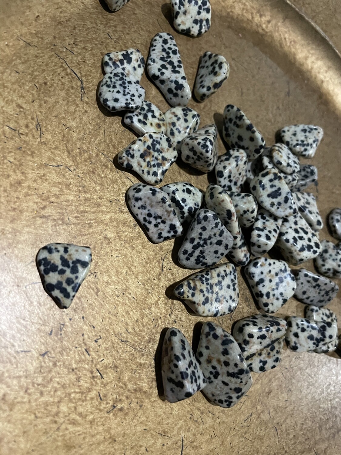 Dalmation Jasper PT