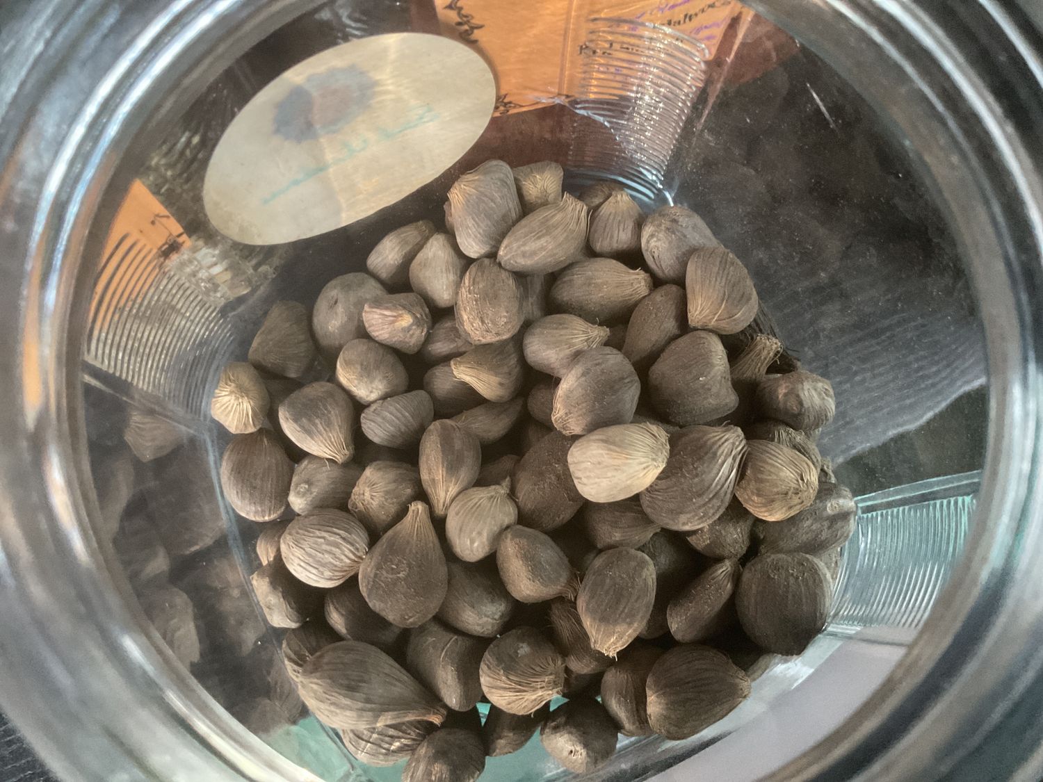 Kola Nut