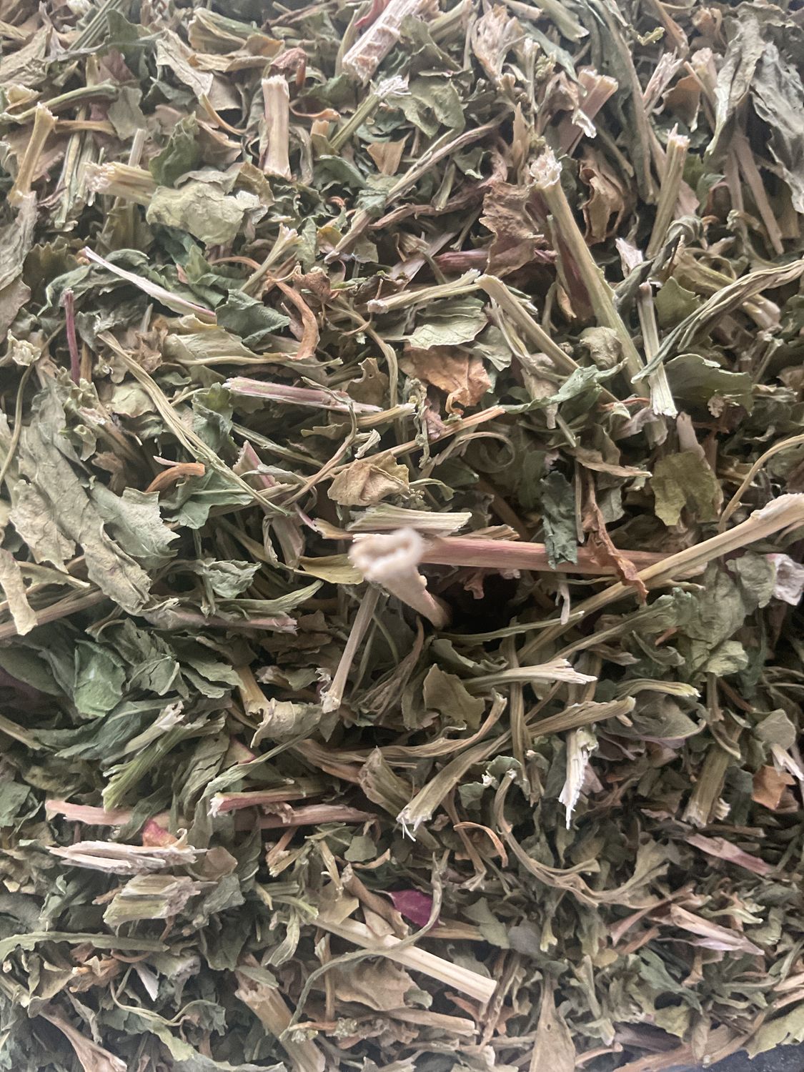 Epazote Herb