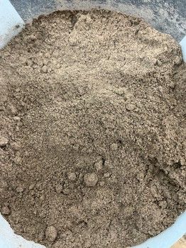 Noni Fruit Powder