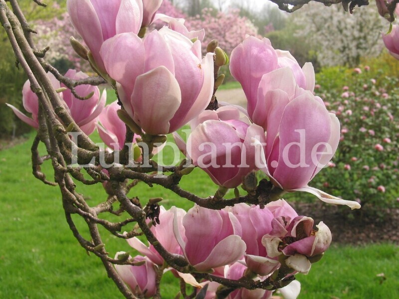 Magnolia xsoulangeana 'Alexandrina' -  140/160cm - Leittrieb