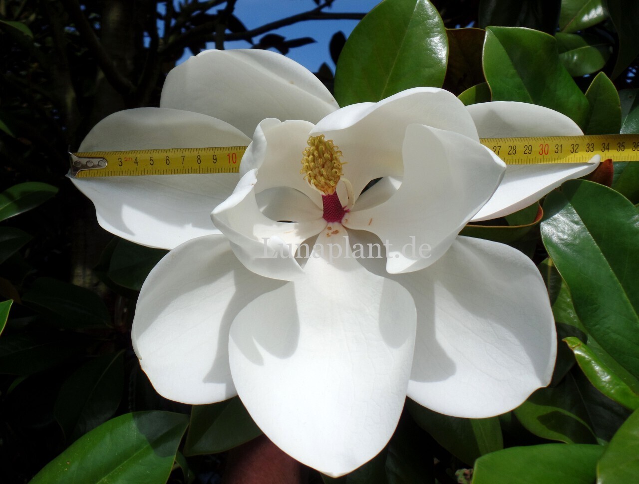 Magnolia grandiflora &#39;Blanchard&#39; -  60/80cm - Stammbusch
