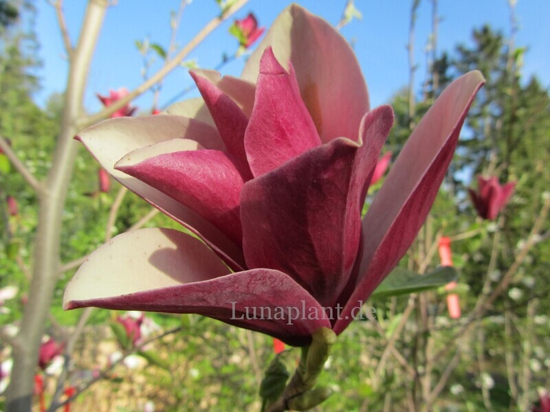 Magnolia 'Burgundy Spire' - 160/180 cm - Leittrieb - freie Stammhöhe 100cm - blühreif