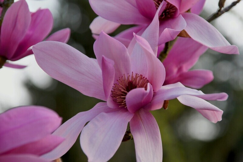 Magnolia 'Caerhays Surprise' - 230cm - Leittrieb - freie Stammhöhe 130cm - blühreif - Einzelstück!