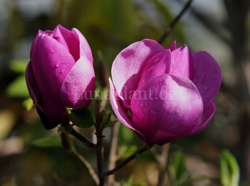 Magnolia 'Cleopatra' - 120 cm -  Leittrieb