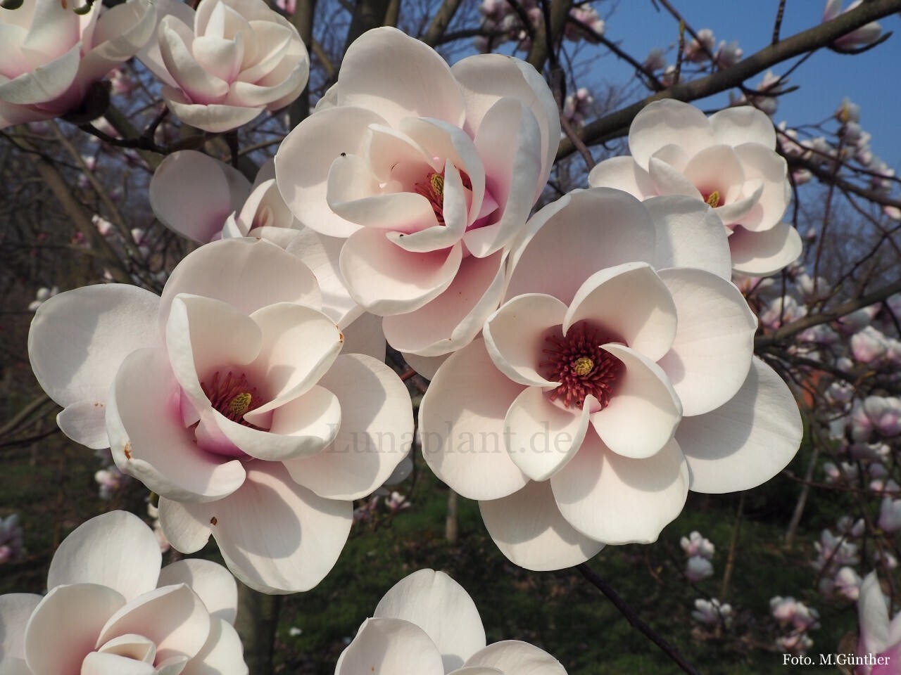 Magnolia &#39;Cassiopeia&#39; - 130cm - Leittrieb